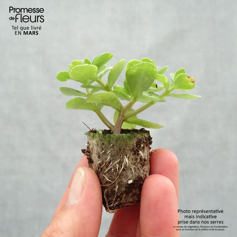 Spécimen de Portulaca Campino Twist Pink - Pourpier annuel Mini-motte 3 cm tel que livré au printemps