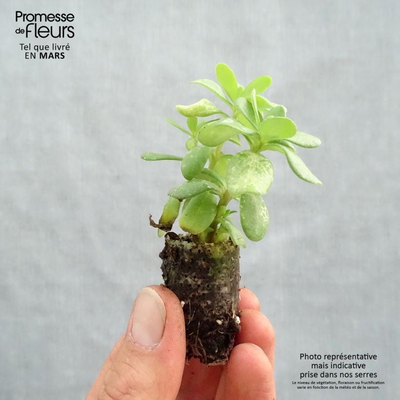 Spécimen de Portulaca Duna - Pourpier annuel à grandes fleurs Mini-motte Ø 1,5/2,5 cm, mini-motte de 3 boutures tel que livré au printemps