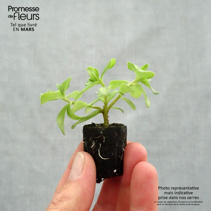 Spécimen de Portulaca Pazzaz Nano Hot Pink - Pourpier annuel Mini-motte Ø 3/4 cm tel que livré au printemps