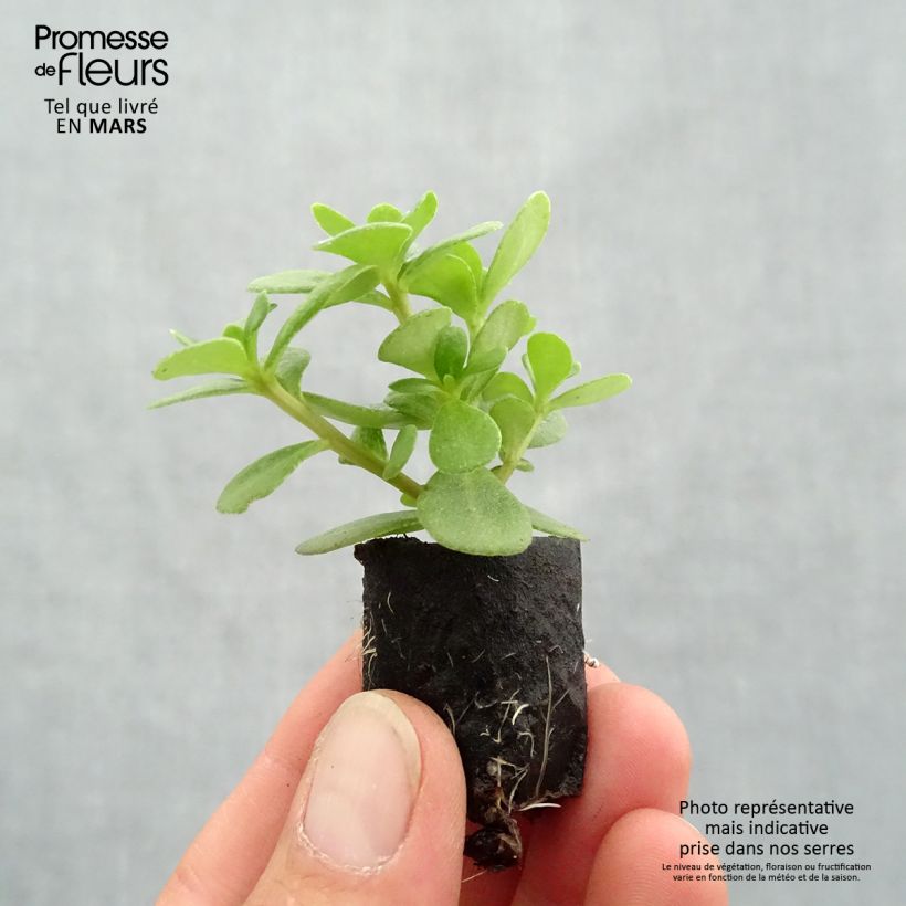 Spécimen de Portulaca Pazzaz Nano Orange - Pourpier annuel Mini-motte 3 cm tel que livré au printemps