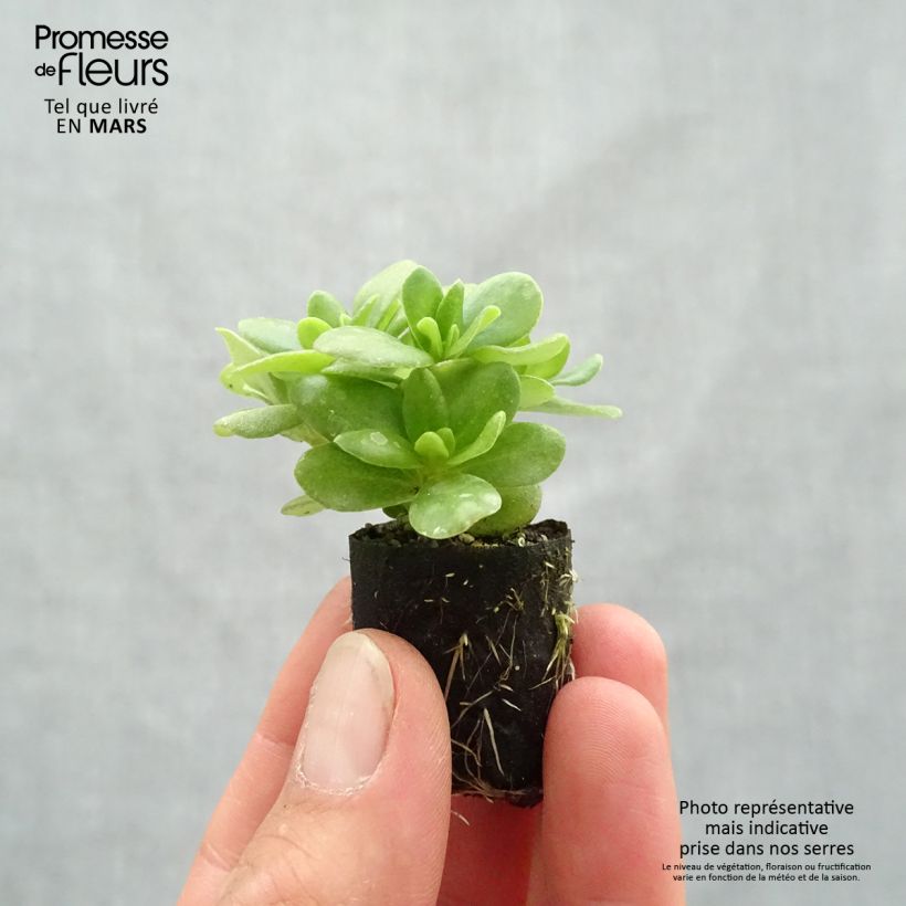 Spécimen de Portulaca Pazzaz Nano Yellow - Pourpier annuel Mini-motte 3 cm tel que livré au printemps