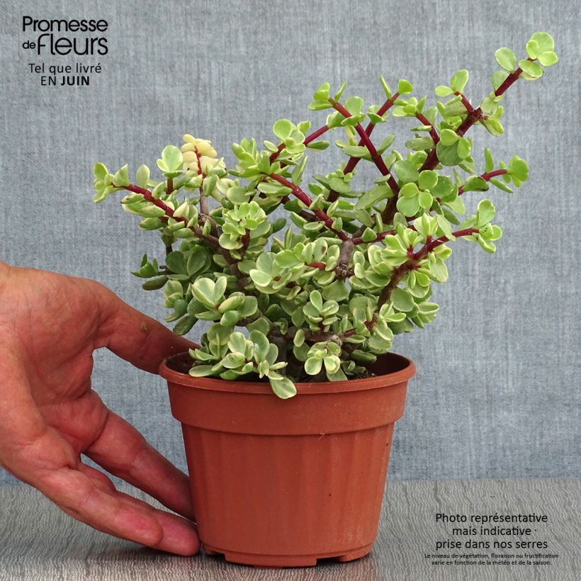 Spécimen de Portulacaria afra Variegata Pot de 12 cm / 13 cm tel que livré en été