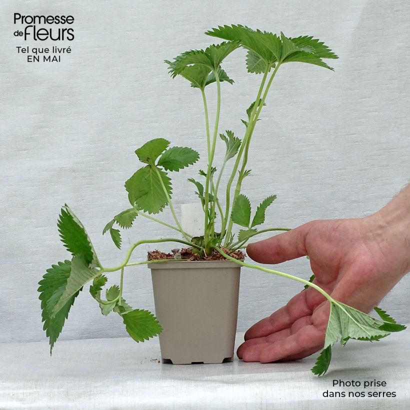 Spécimen de Potentilla Arc en Ciel - Potentille vivace Godet de 9cm tel que livré au printemps