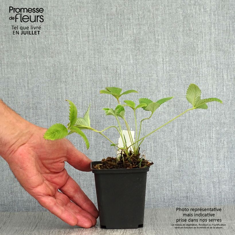 Spécimen de Potentilla Arc en Ciel - Potentille vivace Godet de 8/9 cm tel que livré en été