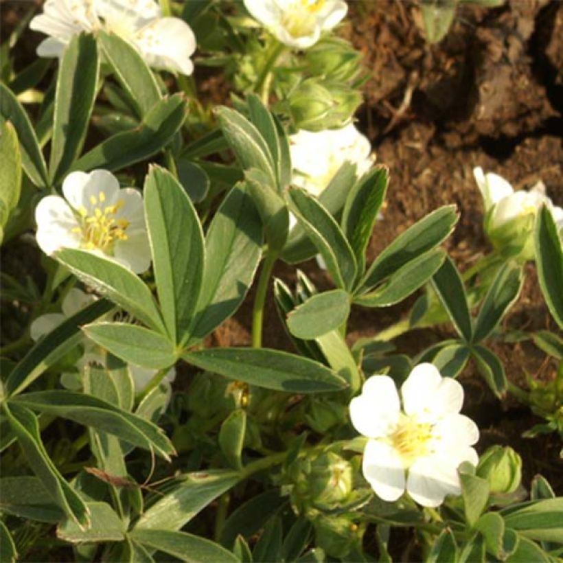 Potentilla alba - Potentille blanche (Floraison)