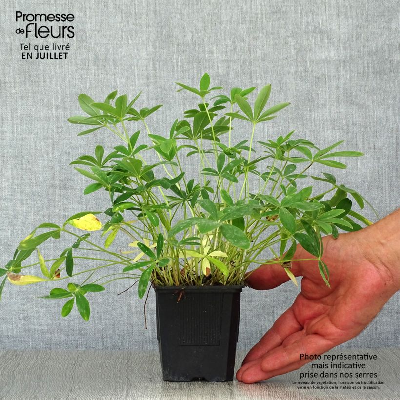 Spécimen de Potentilla alba - Potentille blanche tel que livré en ete