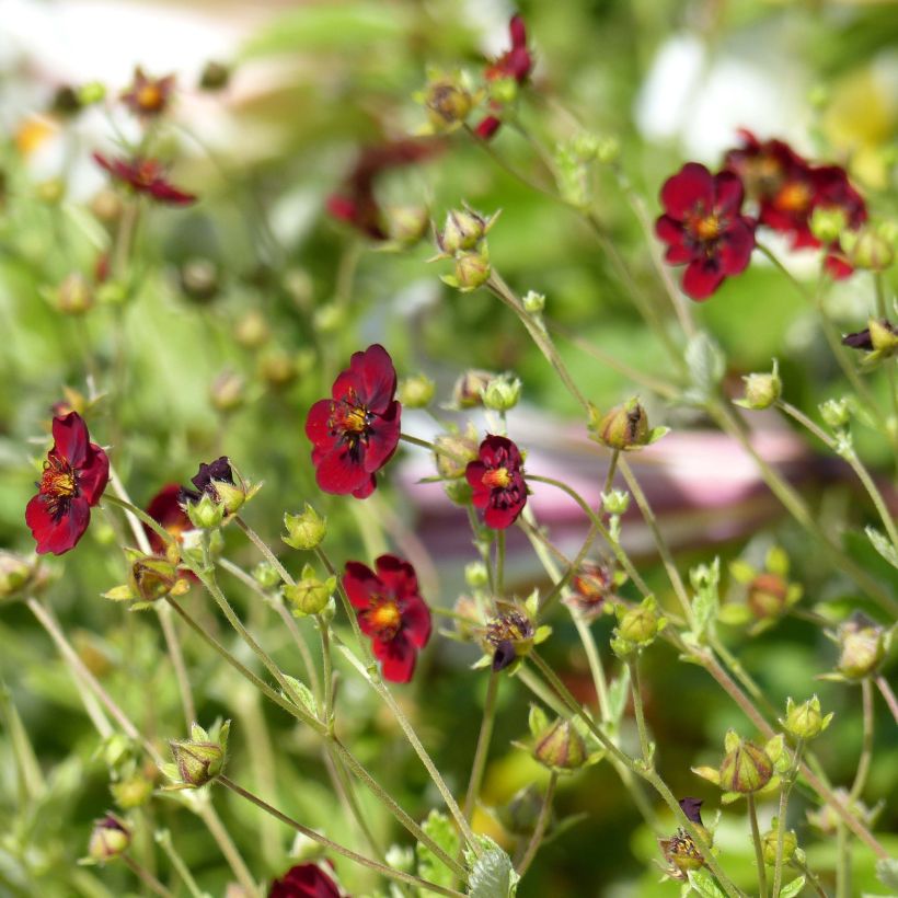 Potentille sanguine - Potentilla atrosanguinea (Floraison)