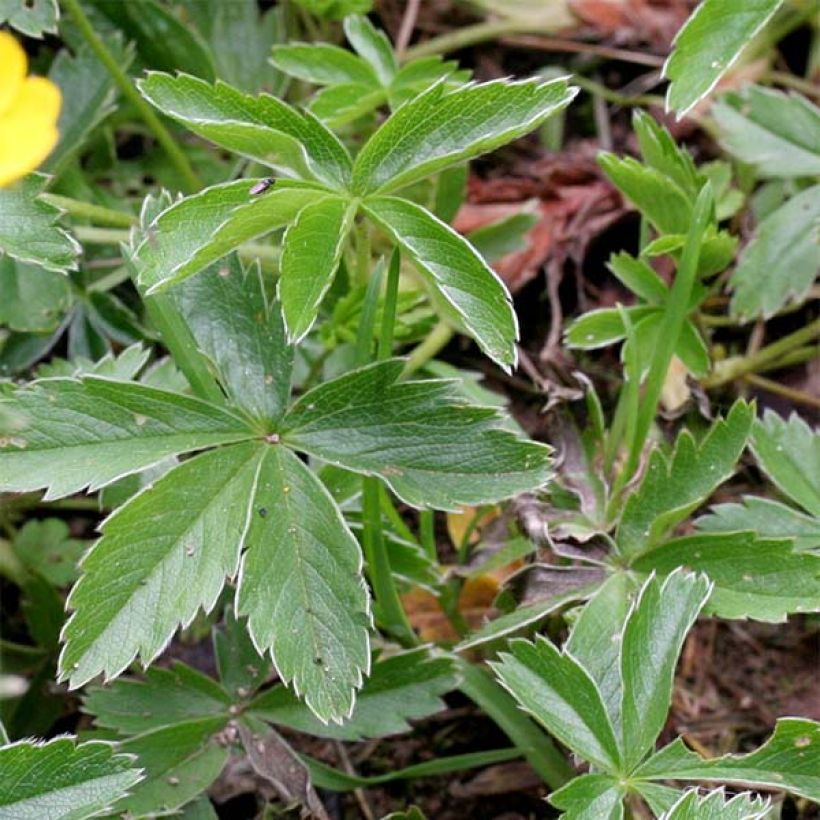 Potentilla aurea - Potentille dorée (Feuillage)