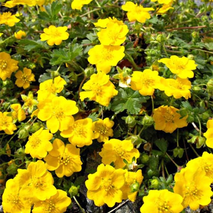 Potentilla aurea - Potentille dorée (Floraison)