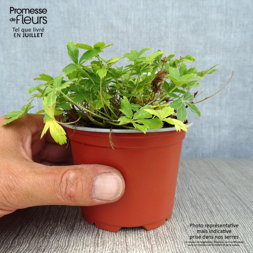 Spécimen de Potentilla aurea - Potentille dorée Godet de 8/9 cm tel que livré en été