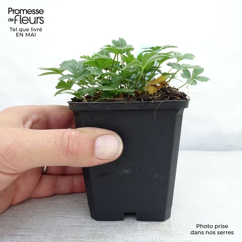 Spécimen de Potentilla aurea - Potentille dorée tel que livré au printemps