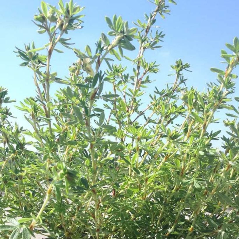 Potentilla fructicosa Glamour Girl - Potentille arbustive (Feuillage)