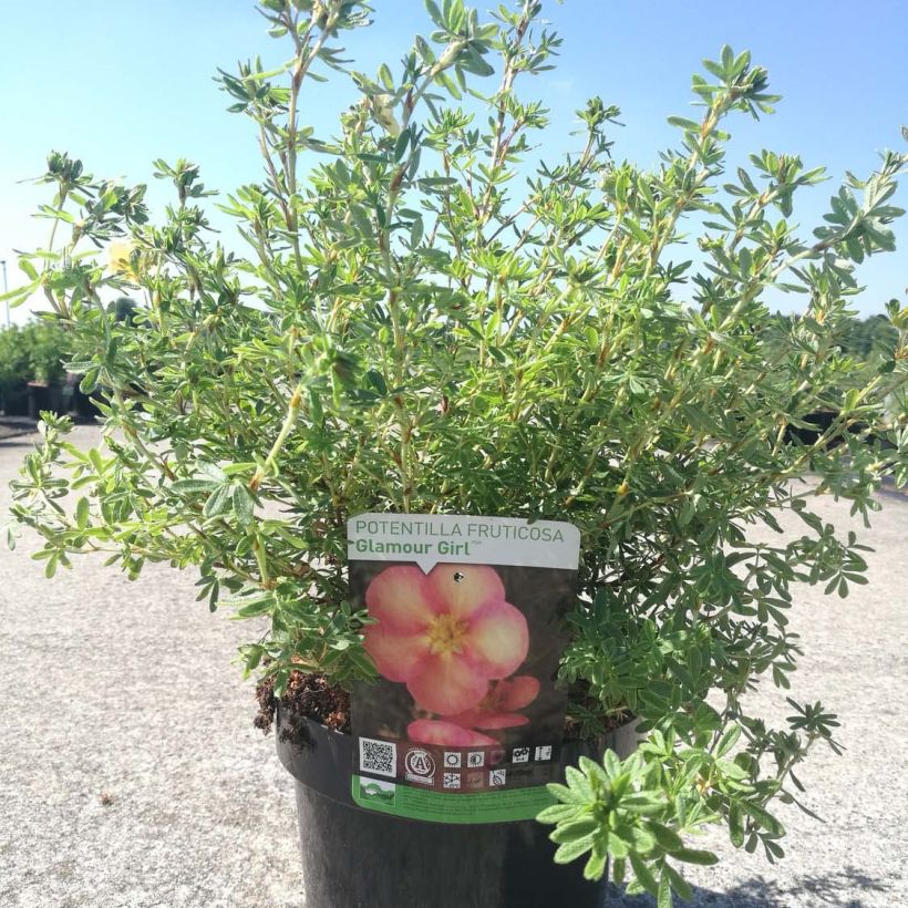 Potentilla fructicosa Glamour Girl - Potentille arbustive (Port)