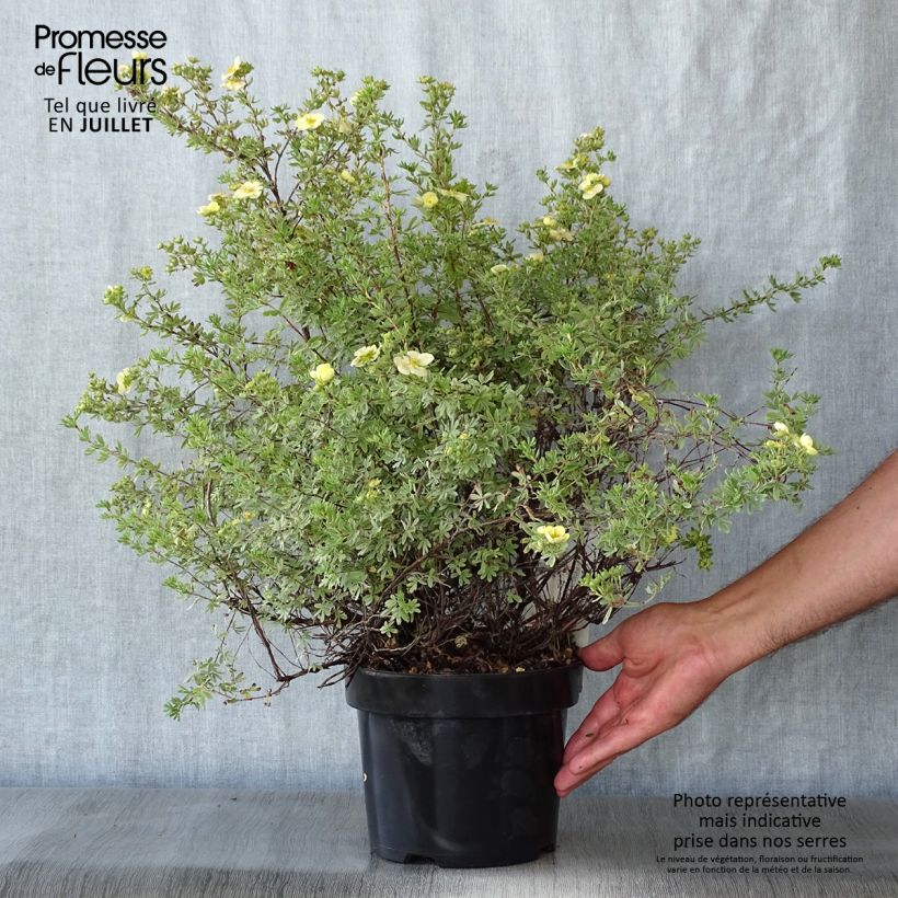 Spécimen de Potentilla fructicosa Glamour Girl - Potentille arbustive Pot de 2L/3L tel que livré en été