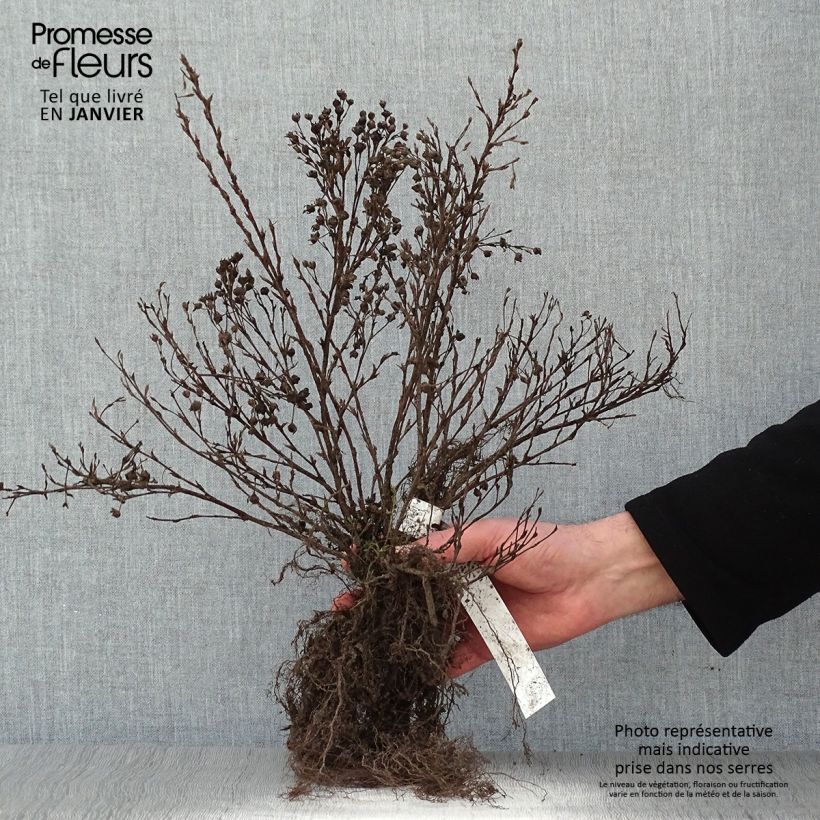 Spécimen de Potentilla fruticosa Abbotswood- Potentille arbustive tel que livré en hiver