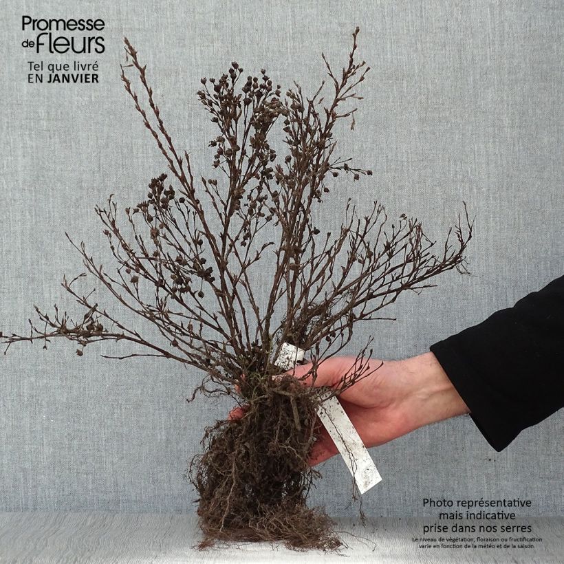 Spécimen de Potentilla fruticosa Abbotswood- Potentille arbustive Petites Racines nuesHauteur livrée env. 30/40cm tel que livré en hiver