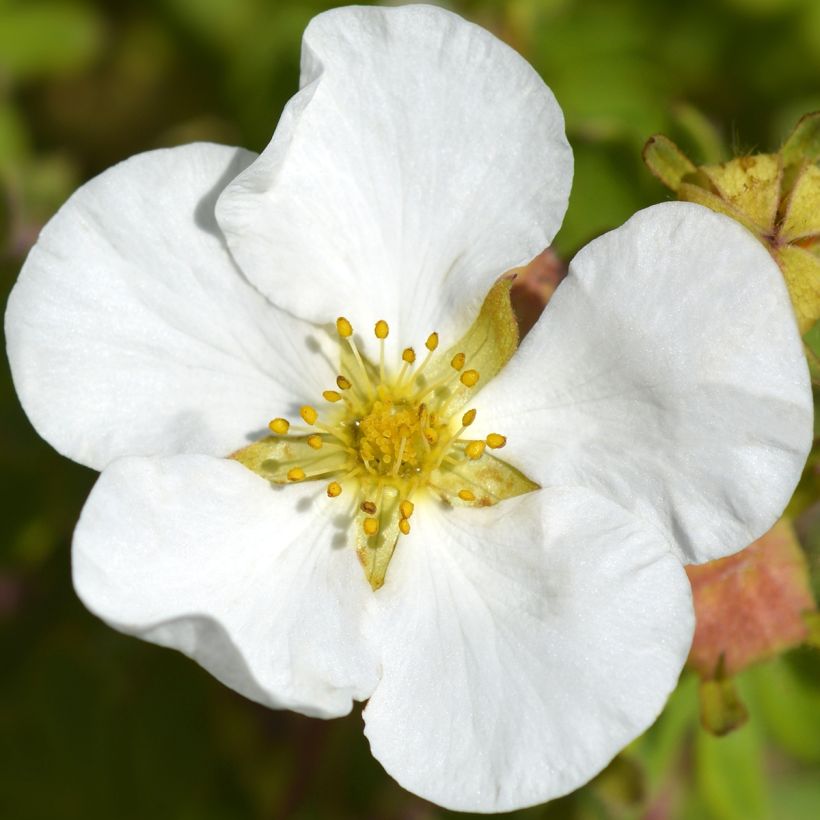 Potentille arbustive - Potentilla fruticosa Bella Bianca (Floraison)