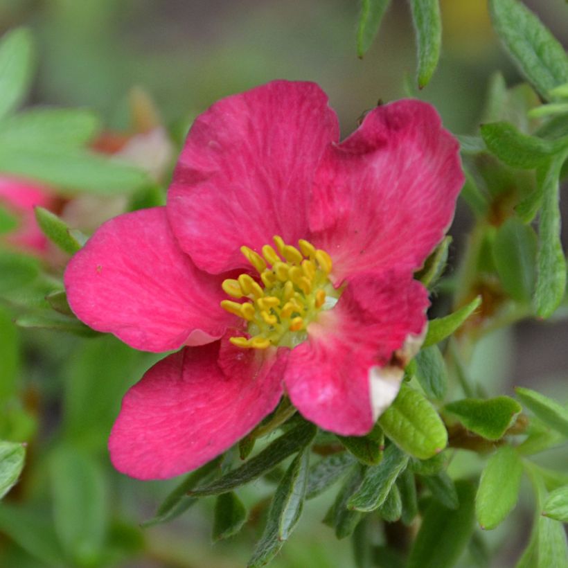 Potentilla fruticosa Bellissima - Potentille arbustive (Floraison)