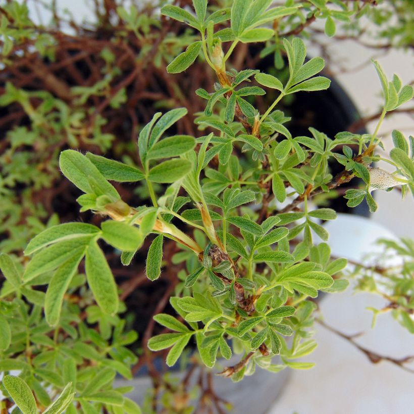 Potentilla fruticosa Bellissima - Potentille arbustive (Feuillage)