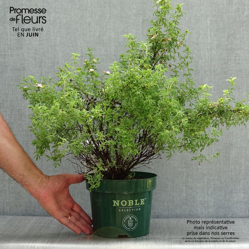 Spécimen de Potentilla fruticosa Bellissima - Potentille arbustive Pot de 2L/3L tel que livré en été