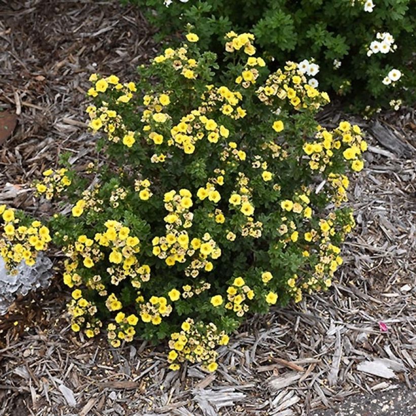 Potentilla fruticosa Citrus Tart- Potentille arbustive (Port)