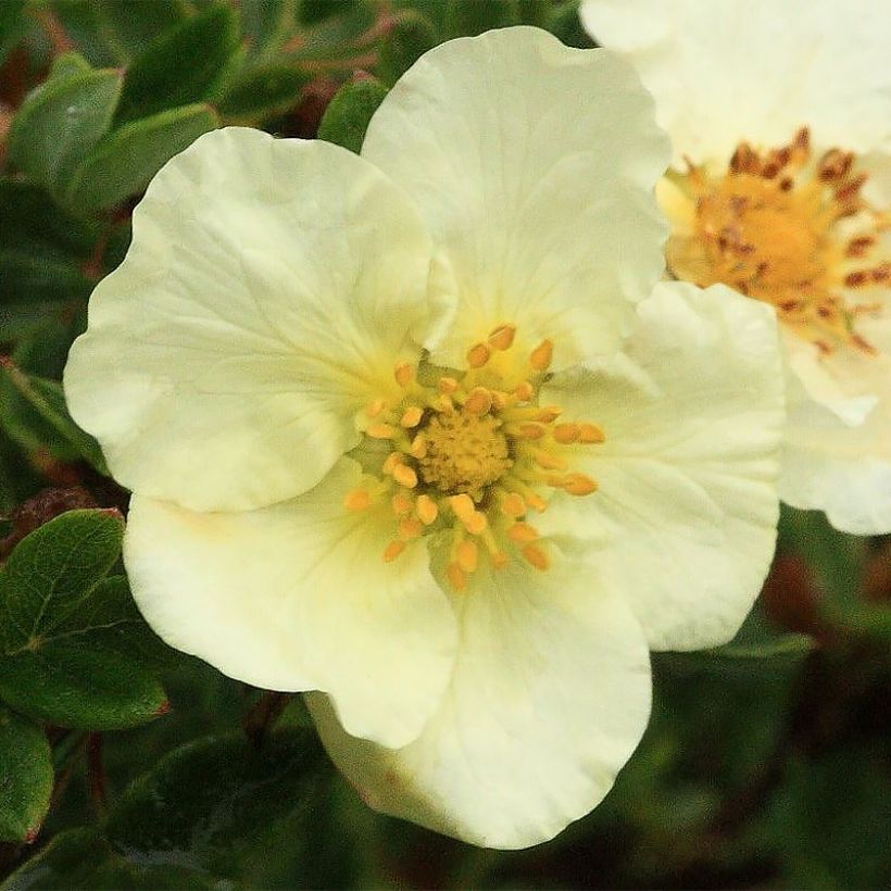 Potentille arbustive - Potentilla fruticosa Creamissima (Floraison)