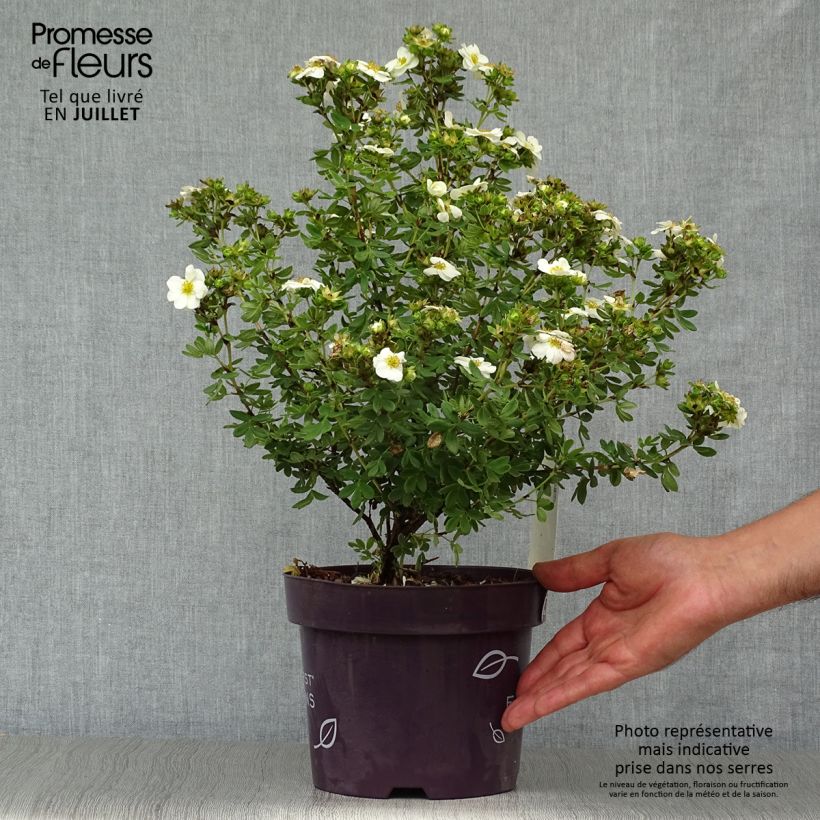 Spécimen de Potentilla fruticosa Creme brulée- Potentille arbustive Pot de 2L/3L tel que livré en été