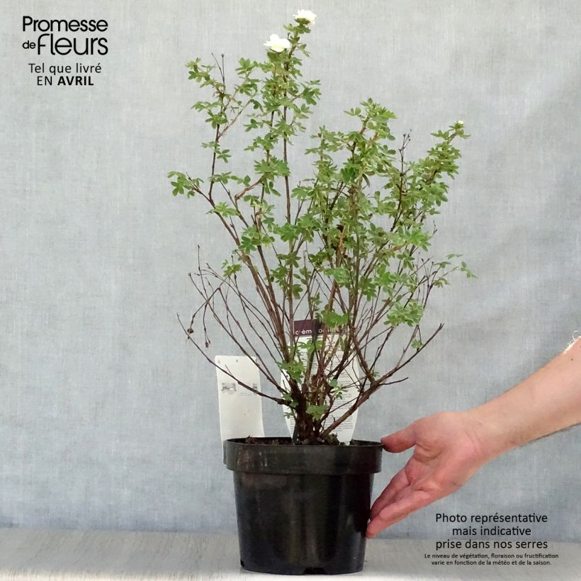Spécimen de Potentilla fruticosa Creme brulée- Potentille arbustive Pot de 2L/3L tel que livré au printemps