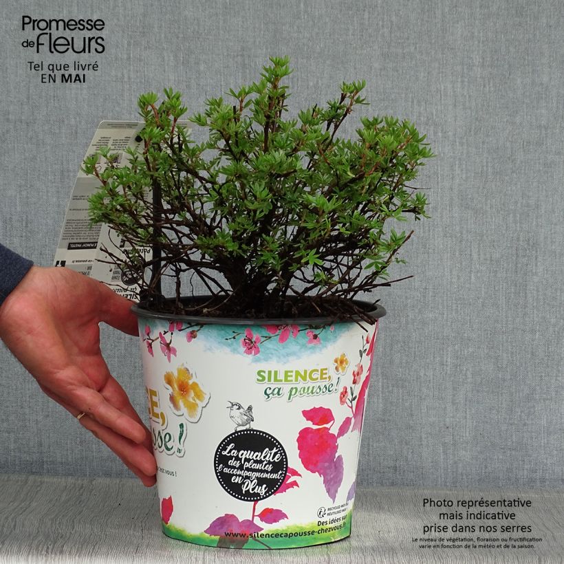 Spécimen de Potentilla fruticosa Double Punch Pastel - Potentille arbustive tel que livré au printemps