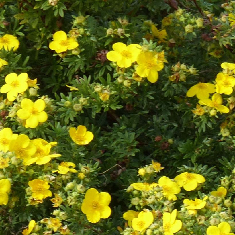 Potentilla fruticosa Goldfinger - Potentille arbustive  (Feuillage)