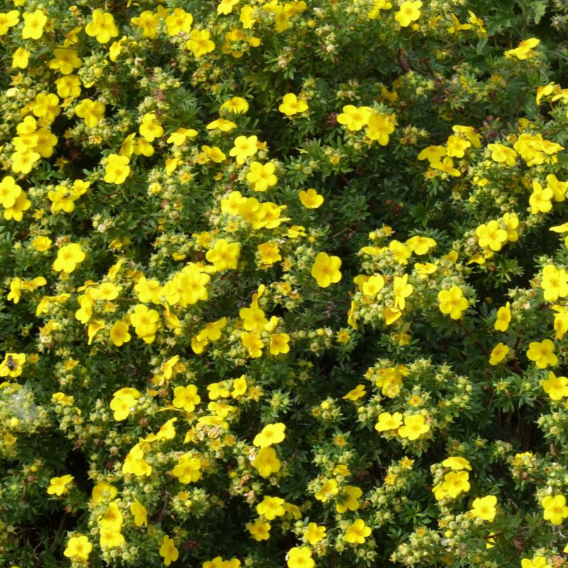 Potentilla fruticosa Goldfinger - Potentille arbustive  (Floraison)