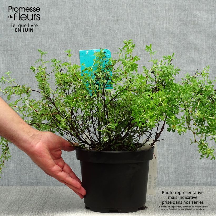 Spécimen de Potentilla fruticosa Goldfinger - Potentille arbustive  Pot de 3L/4L tel que livré en été
