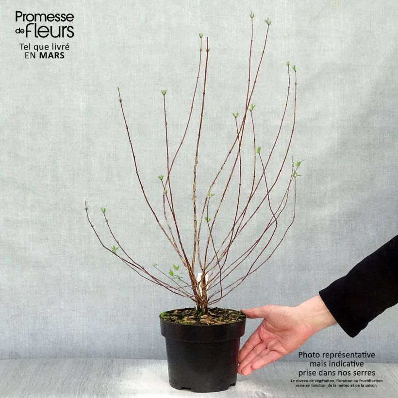Spécimen de Potentilla fruticosa Goldfinger - Potentille arbustive  tel que livré au printemps