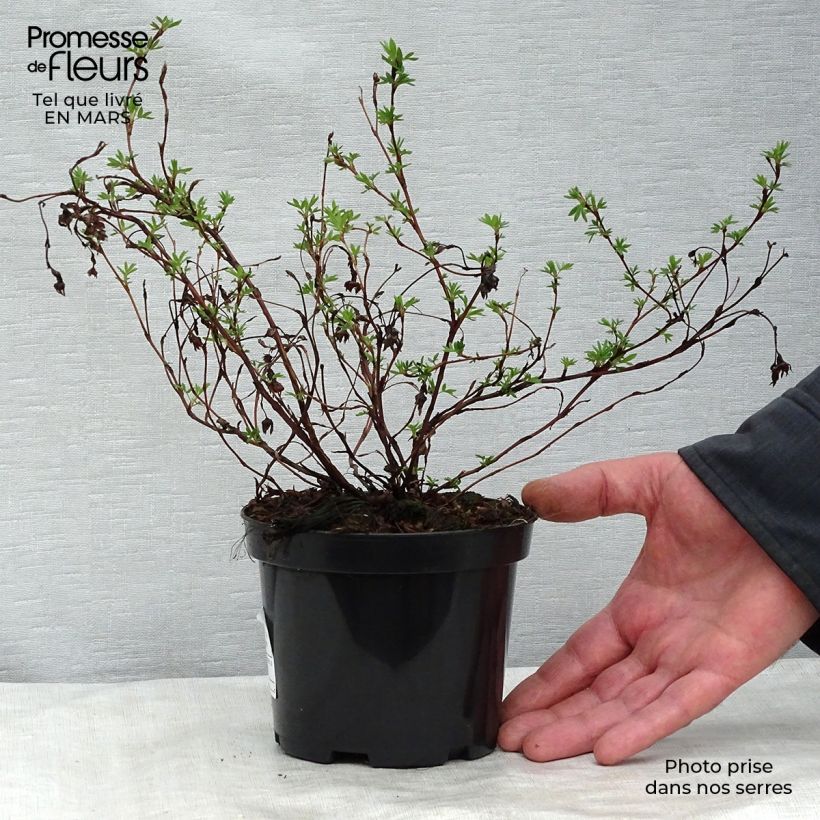 Spécimen de Potentilla fruticosa Goldfinger - Potentille arbustive en pot de 1L/1,5L tel que livré au printemps