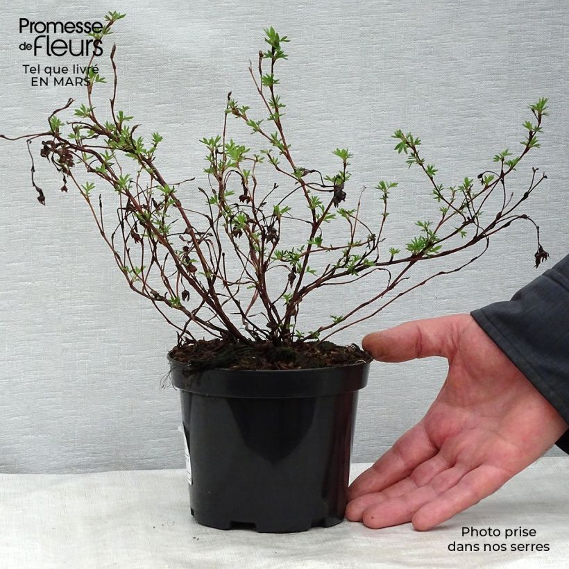 Spécimen de Potentilla fruticosa Goldfinger - Potentille arbustive  tel que livré au printemps