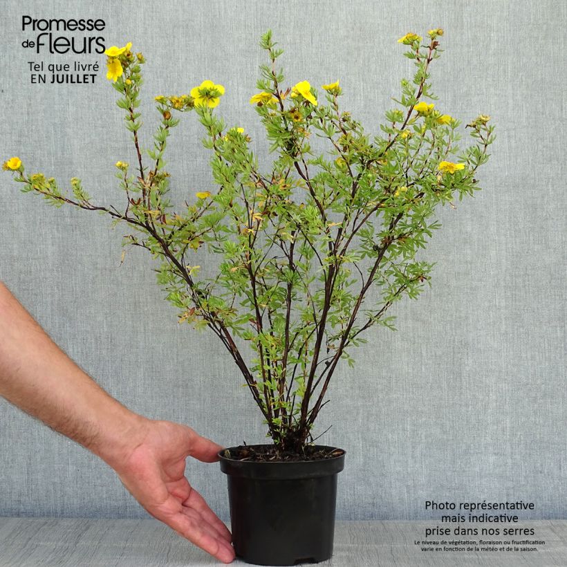 Spécimen de Potentilla fruticosa Goldfinger - Potentille arbustive  Pot de 1L/1,5L tel que livré en été