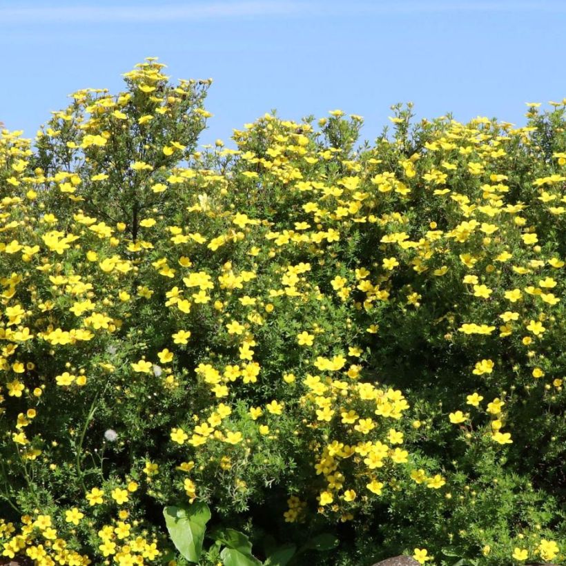 Potentilla fruticosa Goldteppich - Potentille arbustive  (Port)