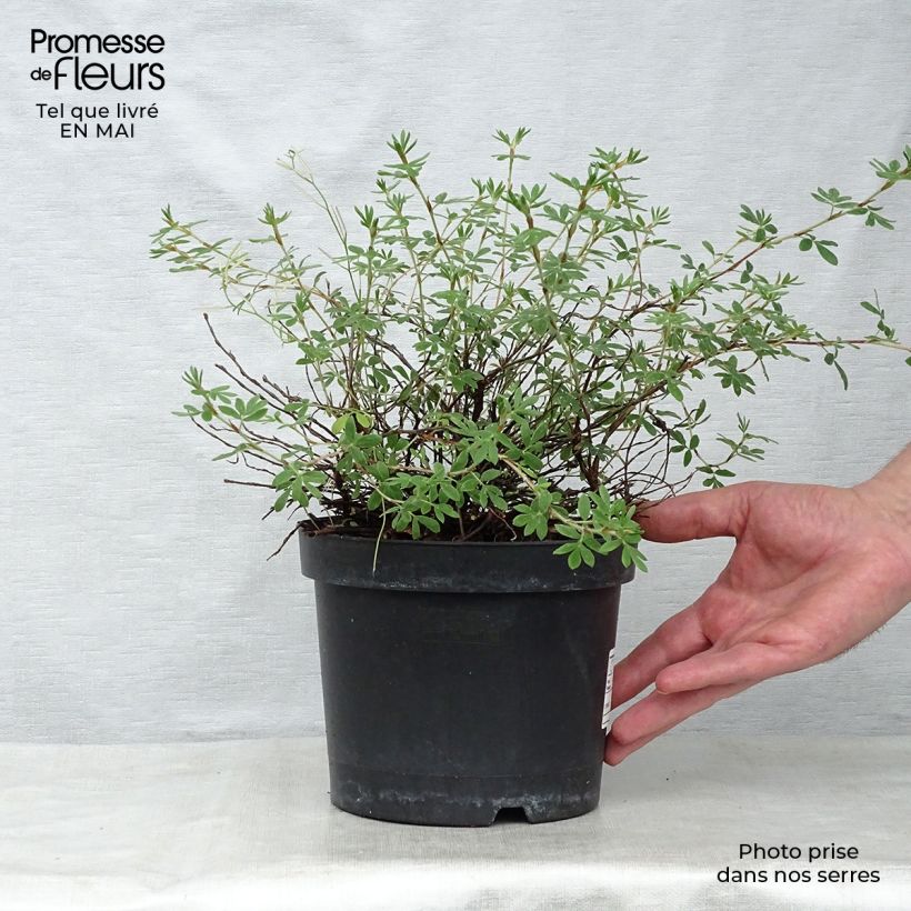 Spécimen de Potentilla fruticosa Goldteppich - Potentille arbustive  tel que livré au printemps