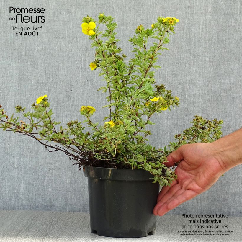 Spécimen de Potentilla fruticosa Goldteppich - Potentille arbustive  Pot de 1,5L/2L tel que livré en été