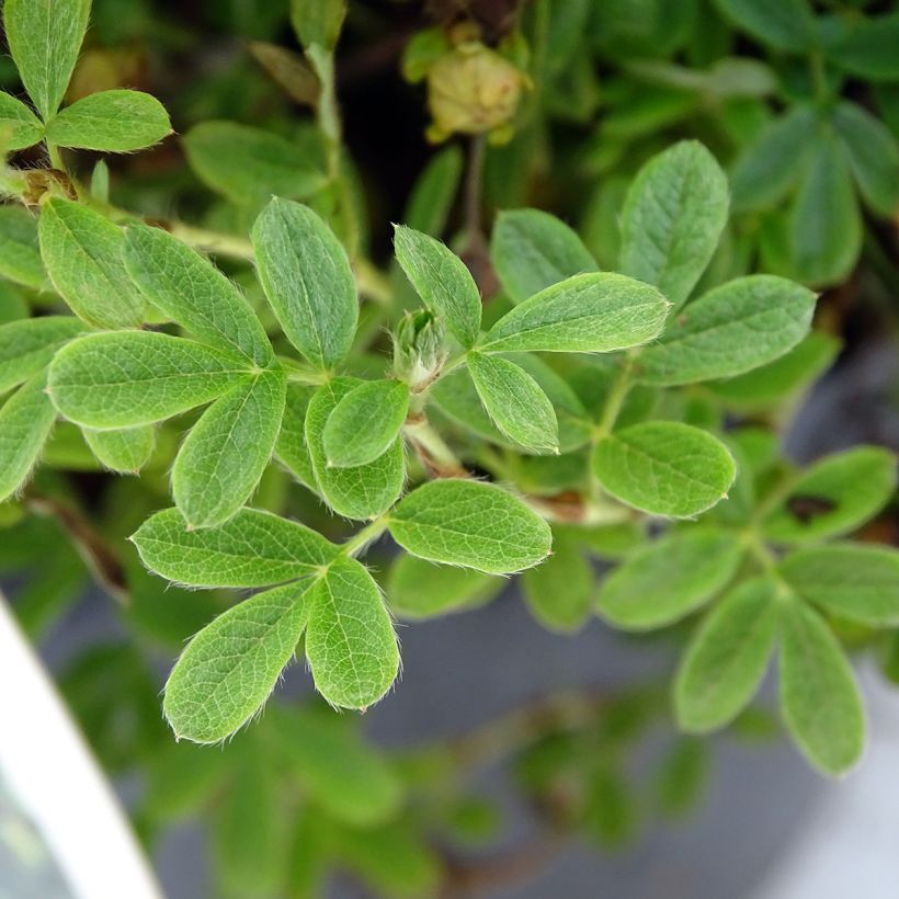 Potentilla fruticosa Lemon Meringue- Potentille arbustive (Feuillage)