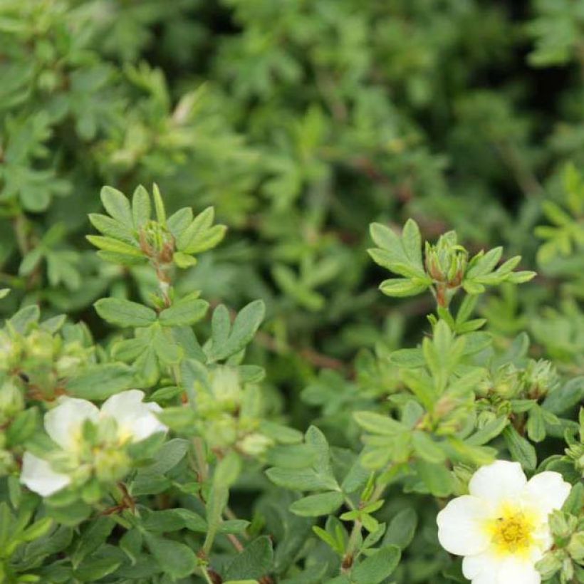 Potentilla fruticosa Limelight- Potentille arbustive (Feuillage)