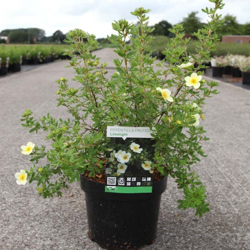 Potentilla fruticosa Limelight- Potentille arbustive (Port)