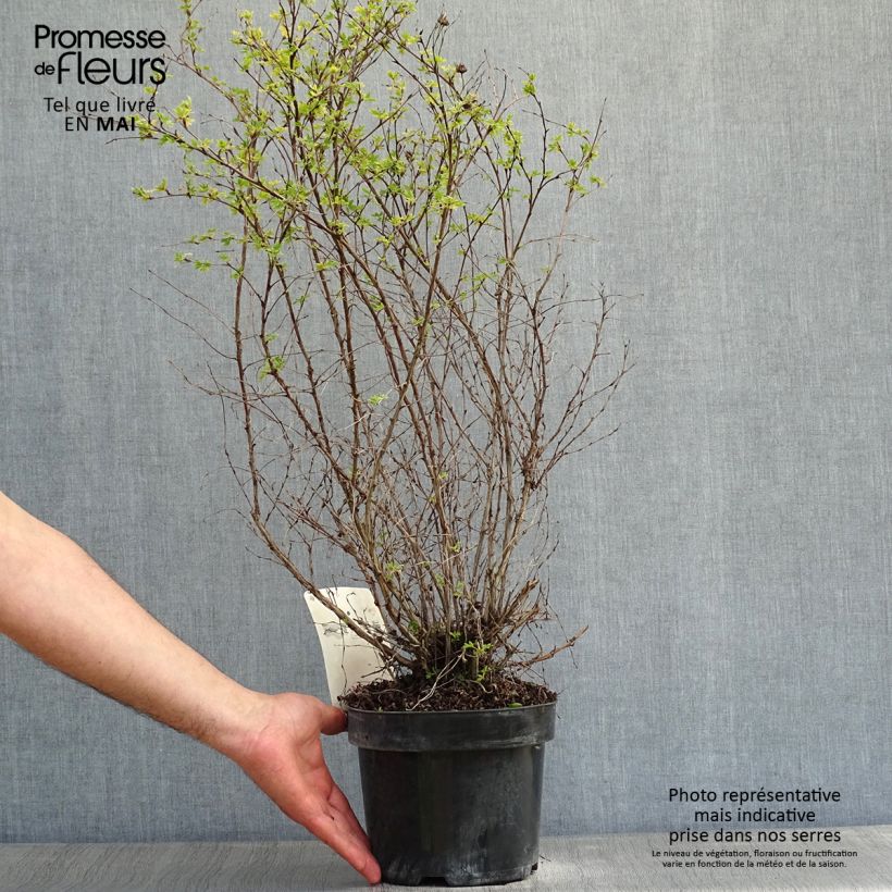 Spécimen de Potentilla fruticosa Limelight- Potentille arbustive tel que livré au printemps