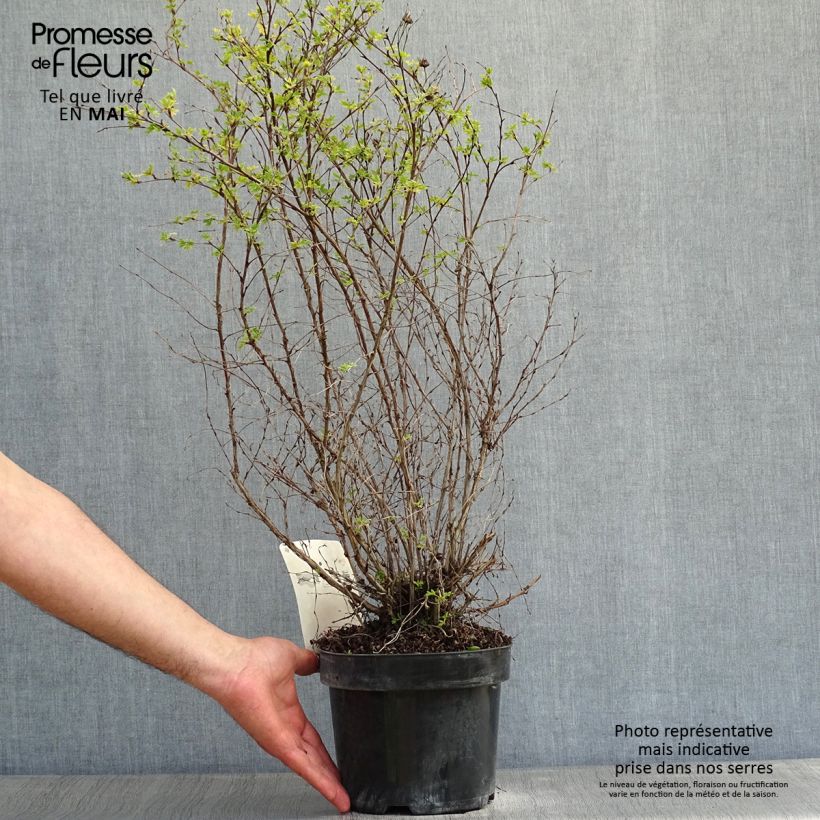 Spécimen de Potentilla fruticosa Limelight- Potentille arbustive Pot de 3L/4LHauteur livrée env. 30/+cm tel que livré au printemps