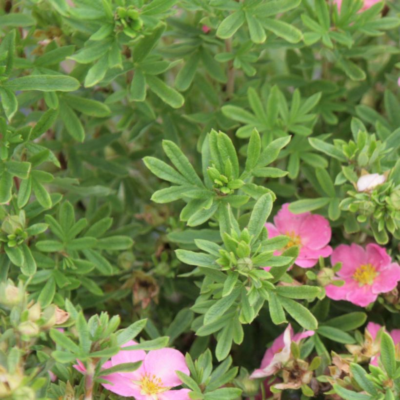 Potentilla fruticosa Lovely Pink- Potentille arbustive (Feuillage)