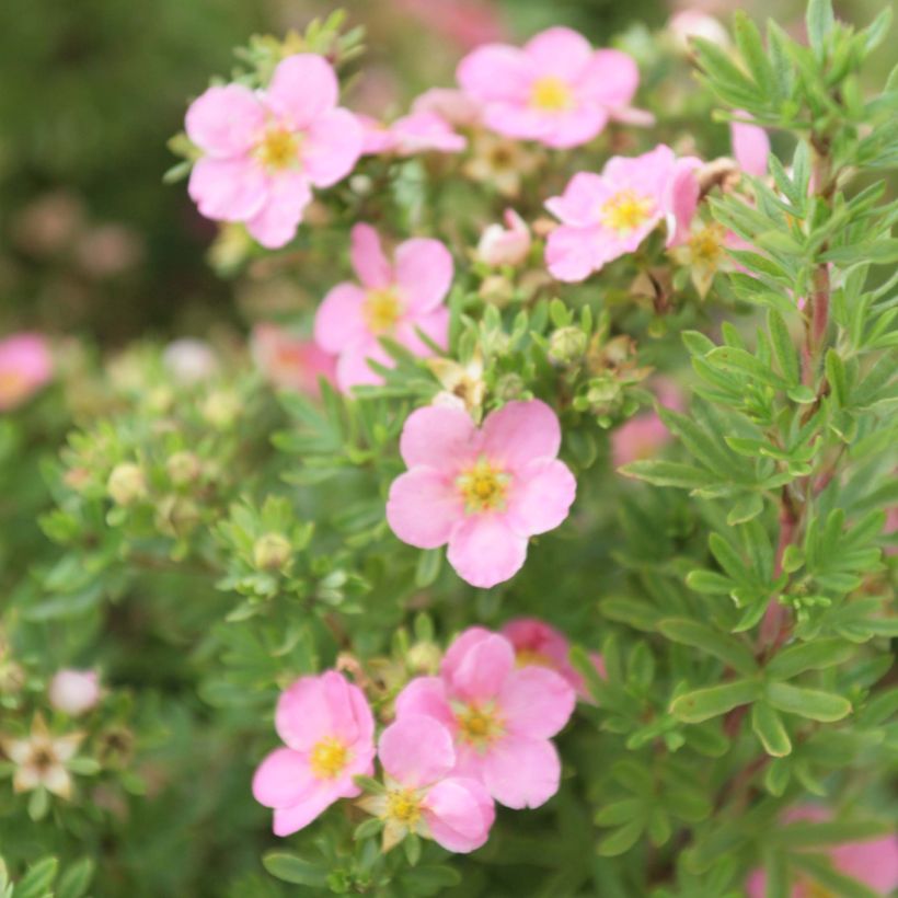 Potentilla fruticosa Lovely Pink- Potentille arbustive (Floraison)