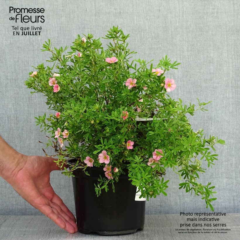 Example of Potentilla fruticosa Lovely Pink- Potentille arbustive as you get in ete