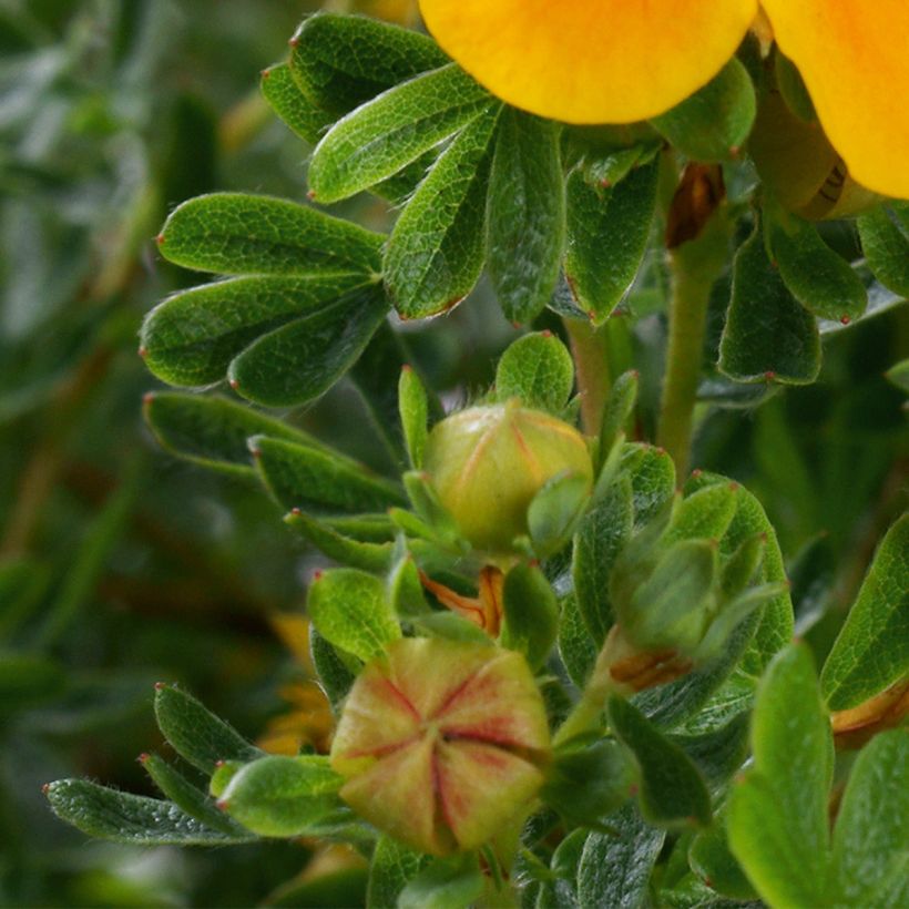 Potentilla fruticosa Mandarin Tango - Potentille arbustive (Feuillage)