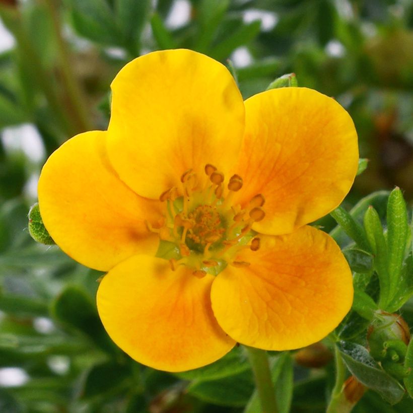 Potentilla fruticosa Mandarin Tango - Potentille arbustive (Floraison)