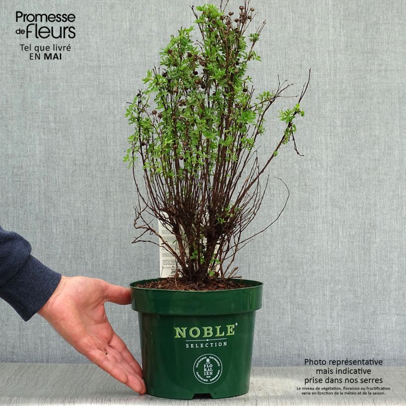 Spécimen de Potentilla fruticosa Mango Tango- Potentille arbustive Pot de 2L/3LHauteur livrée env. 20/30cm tel que livré au printemps